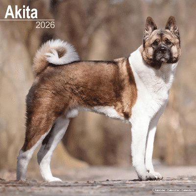 Cover for Akita Calendar 2026  Square Dog Breed Wall Calendar - 16 Month (Calendar) (2025)