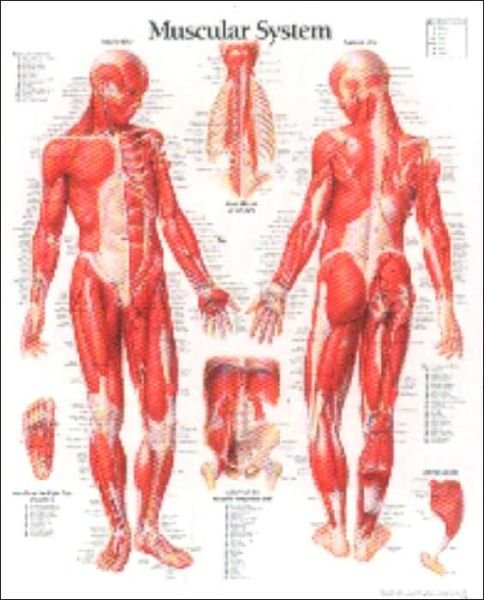 Muscular System with Male Figure Paper Poster - Scientific Publishing - Produtos - Scientific Publishing Limited - 9781930633025 - 5 de julho de 2002