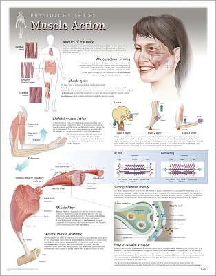 Muscle Action Laminated Poster - Scientific Publishing - Books - Scientific Publishing Limited - 9781935612025 - May 31, 2013