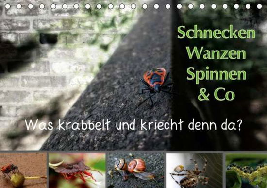 Cover for Brinker · Schnecken, Wanzen, Spinnen und (Book)