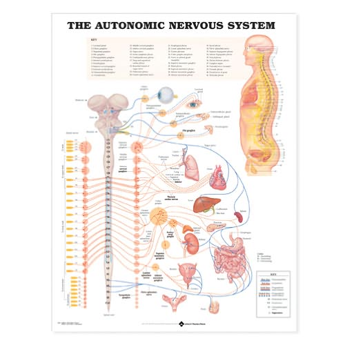 The Autonomic Nervous System Anatomical Chart - Anatomical Chart Com - Books - Anatomical Chart Co. - 9781587790027 - January 9, 2003