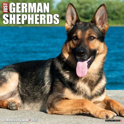 Willow Creek Press · Just German Shepherds 2025 12 X 12 Wall Calendar (Kalender) (2024)