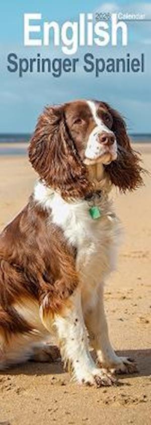 Cover for English Springer Spaniel  Slim Calendar 2026  Dog Breed Slimline Calendar - 12 Month (Calendar) (2025)