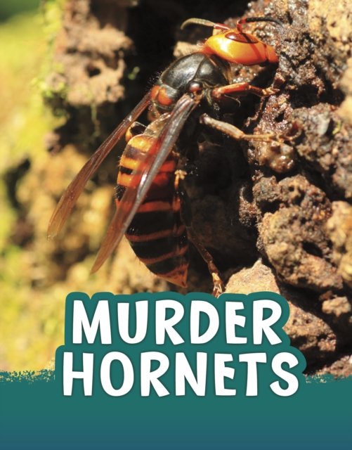 Cover for Jaclyn Jaycox · Murder Hornets - Animals (Hardcover bog) (2023)
