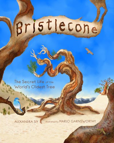 Cover for Alexandra Siy · Bristlecone: The Secret Life of the World's Oldest Tree: The Secret Life of the World's Oldest Tree (Hardcover Book) (2022)