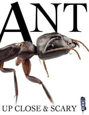Cover for David Miller · Ant (Hardcover Book) (2017)