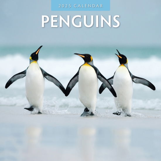 Cover for Red Robin · Penguins 2025 Square Wall Calendar (Paperback Book) (2024)