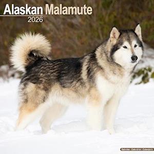Cover for Alaskan Malamute Calendar 2026  Square Dog Breed Wall Calendar - 16 Month (Calendar) (2025)