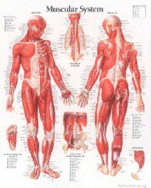 Scientific Publishing · Muscular System with Male Figure Laminated Poster (Plakat) (2002)