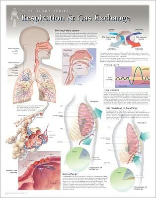 Cover for Scientific Publishing · Respiration &amp; Gas Exchange Laminated Poster (Map) (2013)
