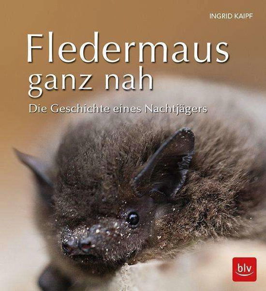 Cover for Kaipf · Fledermaus ganz nah (Book)