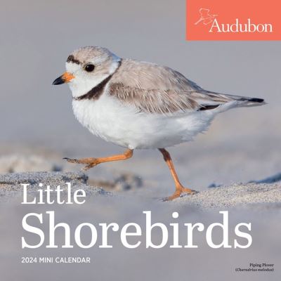 Cover for National Audubon Society · Audubon Little Shorebirds Mini Wall Calendar 2024: A Tribute to the Diversity of Shorebirds and the Fragile Ecosystems they Inhabit (Calendar) (2023)