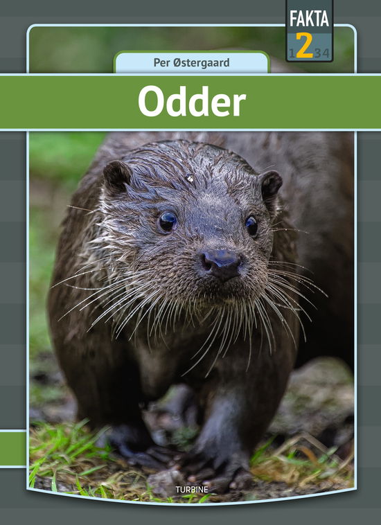 Fakta 2: Odder - Per Østergaard - Books - Turbine - 9788740680034 - May 3, 2023
