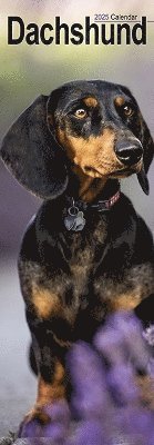 Dachshund Slim Calendar 2025 Dog Breed Slimline Calendar - 12 Month (Kalender) (2024)
