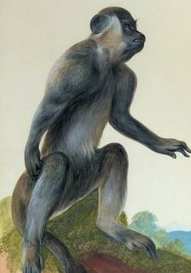 Cover for Aubriet-c · Carnet Ligne, Macaque (Paperback Bog) (2016)