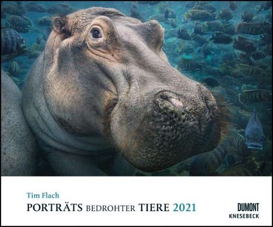 Cover for Flach · Porträts bedrohter Tiere 2021 (Book)