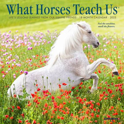 Willow Creek Press · What Horses Teach Us 2025 7 X 7 Mini Wall Calendar (Calendar) (2024)