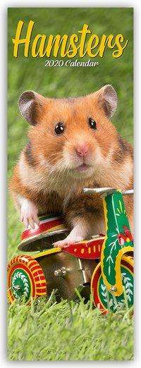 Kal. Hamsters - Hamster 2020 - Avonside Publishing Ltd - Kirjat - Avonside Publishing Ltd - 9781785808036 - maanantai 1. heinäkuuta 2019