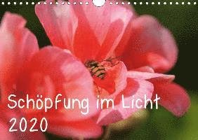 Cover for Hildebrand · Schöpfung im Licht (Wandkale (Bog)
