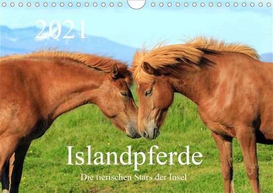Cover for Grosskopf · Islandpferde - Die tierischen (Buch)