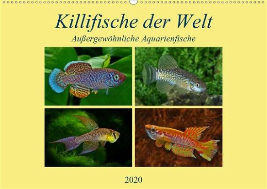 Killifische der WeltCH-Version - Pohlmann - Kirjat -  - 9783670774037 - 