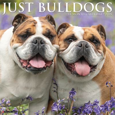 Just Bulldogs 2025 12 X 12 Wall Calendar - Willow Creek Press - Gadżety - Willow Creek Press Calendars - 9781549242038 - 10 września 2024