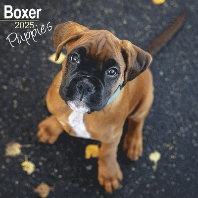 Cover for Boxer Puppies Calendar 2025 Square Dog Puppy Breed Wall Calendar - 16 Month (Kalender) (2024)