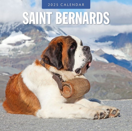 Cover for Red Robin · Saint Bernards 2025 Square Wall Calendar (Paperback Book) (2024)