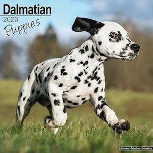 Cover for Dalmatian Puppies Calendar 2026  Square Dog Puppy Breed Wall Calendar - 16 Month (Calendar) (2025)