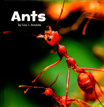 Cover for Lisa J. Amstutz · Ants - Little Critters (Hardcover Book) (2016)