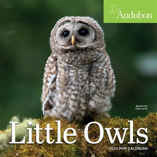 Cover for Workman Calendars · Audubon Little Owls Mini Wall Calendar 2024: A Year of Fluffy and Round Owls (Calendar) (2023)