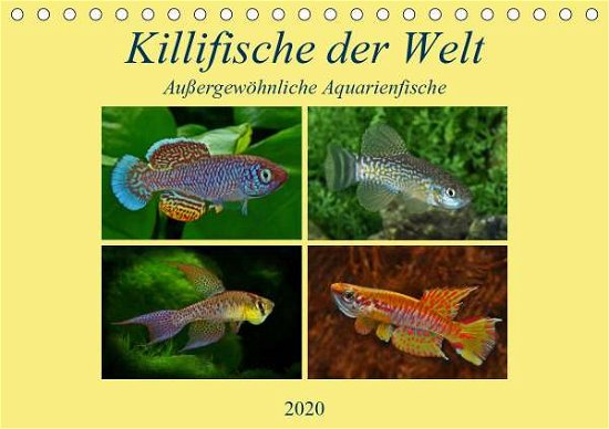 Killifische der WeltCH-Version - Pohlmann - Böcker -  - 9783670774044 - 