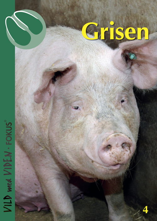 Vild med Viden FOKUS, Serie 1 Danske husdyr: Grisen - Christian Fink Hansen - Bøger - Epsilon.dk - 9788793711044 - 8. juni 2018