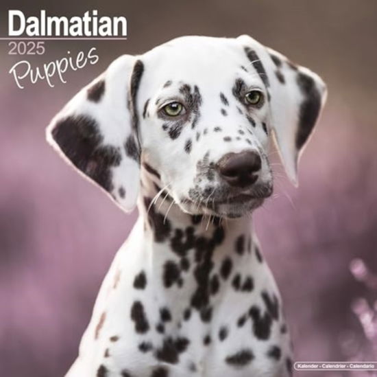 Cover for Dalmatian Puppies Calendar 2025  Square Dog Puppy Breed Wall Calendar - 16 Month (Calendar) (2024)