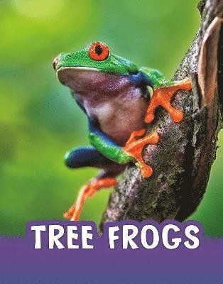 Cover for Jaclyn Jaycox · Tree Frogs - Animals (Hardcover Book) (2022)