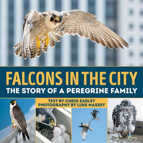 Falcons in the City: The Story of a Peregine Family - Chris Earley - Books - Firefly Books Ltd - 9781770858046 - November 1, 2016