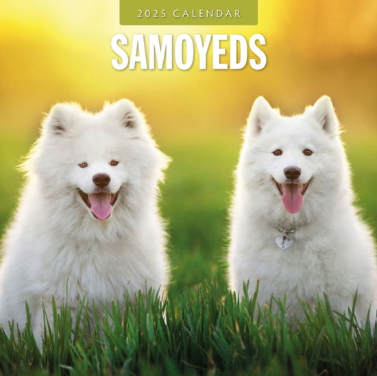 Cover for Red Robin · Samoyeds 2025 Square Wall Calendar (Paperback Book) (2024)