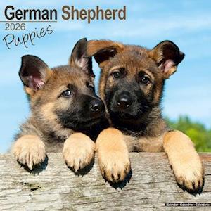 Cover for German Shepherd Puppies Calendar 2026  Square Dog Puppy Breed Wall Calendar - 16 Month (Calendar) (2025)