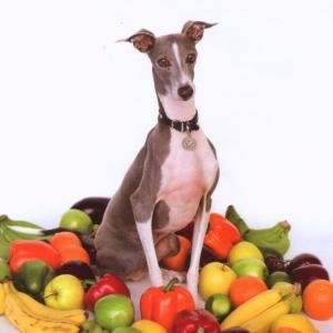Excellent Italian Greyhound - Shellac - Music - TOUCH & GO - 4024572360047 - June 8, 2007