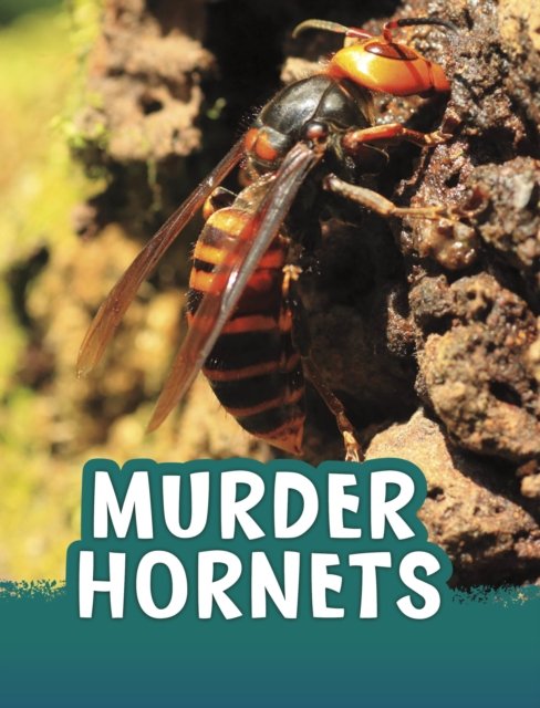 Cover for Jaclyn Jaycox · Murder Hornets - Animals (Paperback Bog) (2024)