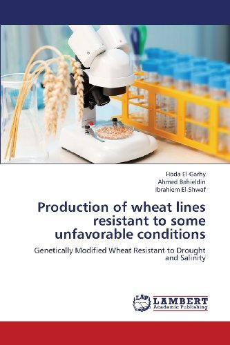 Cover for Ibrahiem El-shwaf · Production of Wheat Lines Resistant to Some Unfavorable Conditions: Genetically Modified Wheat Resistant to Drought and Salinity (Paperback Book) (2013)