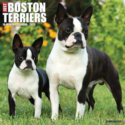 Cover for Willow Creek Press · Just Boston Terriers 2023 Wall Calendar (Book) (2022)