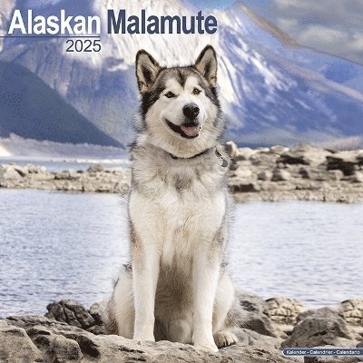Cover for Alaskan Malamute Calendar 2025 Square Dog Breed Wall Calendar - 16 Month (Kalender) (2024)