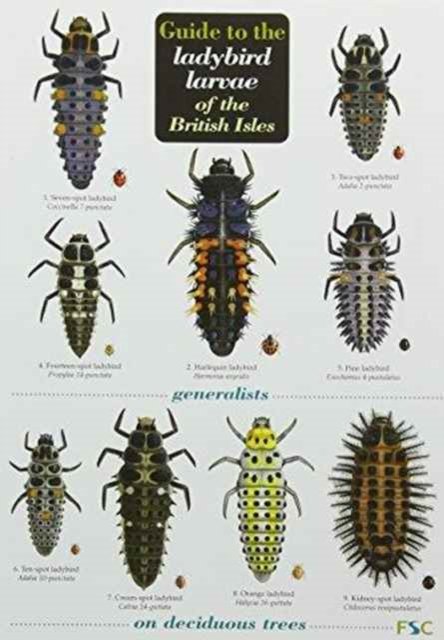Cover for Peter Brown · Guide to the Ladybird Larvae of the British Isles (Kort) (2012)