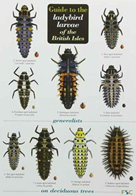 Cover for Peter Brown · Guide to the Ladybird Larvae of the British Isles (Map) (2012)