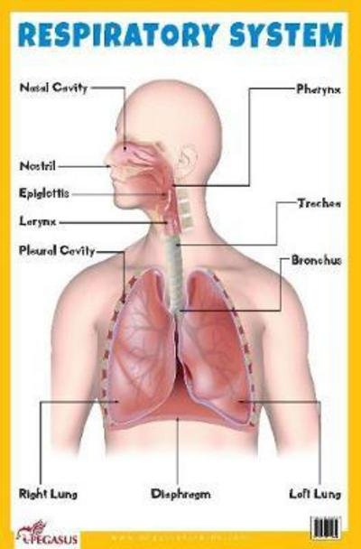 Cover for Pegasus · Respiratory System Educational Chart (Poster) (2023)