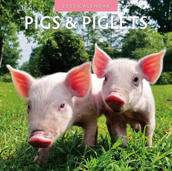 Cover for Red Robin · Pigs &amp; Piglets 2025 Square Wall Calendar (Paperback Book) (2024)