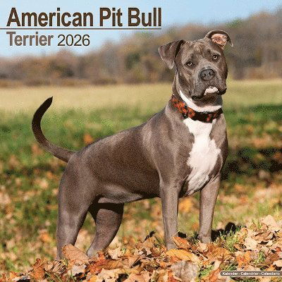 Cover for American Pit Bull Terrier Calendar 2026  Square Dog Breed Wall Calendar - 16 Month (Calendar) (2025)