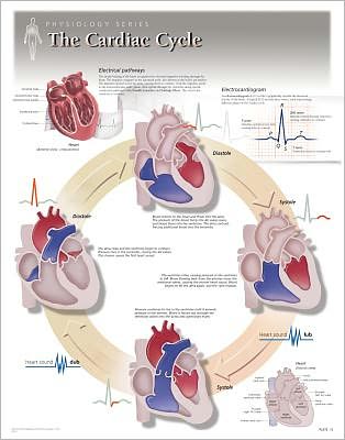 Cover for Scientific Publishing · Cardiac Cycle Laminated Poster (Map) (2013)