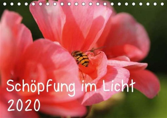 Cover for Hildebrand · Schöpfung im Licht (Tischkal (Bog)